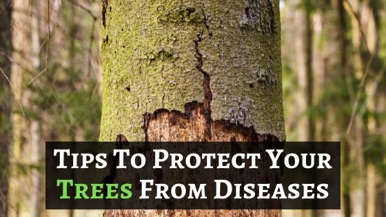 Tree Disease Protection