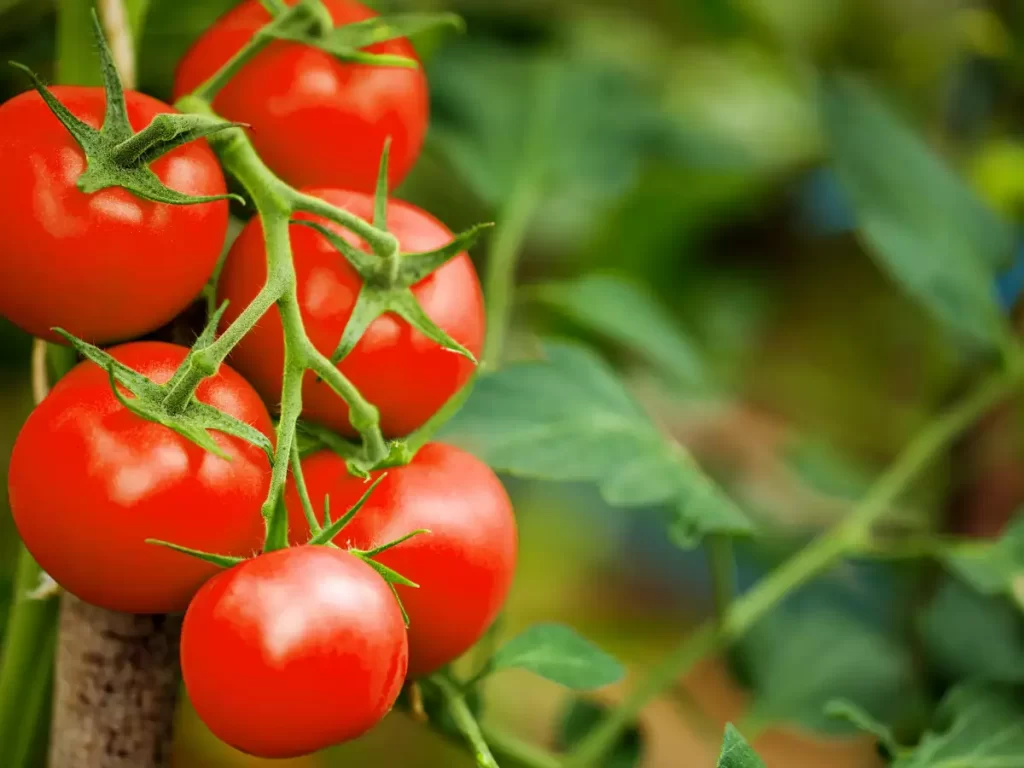 Dietary Info And Well-Being Advantages Of Tomatoes